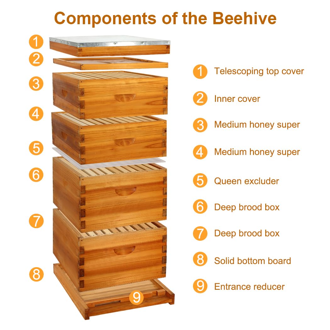 10 Frame Langstroth Deep Brood Bee Hive Box Dipped in Beeswax, Sections of Wood for Beehives, Includes Beehive Frames and Waxed Foundations (Unassembled)
